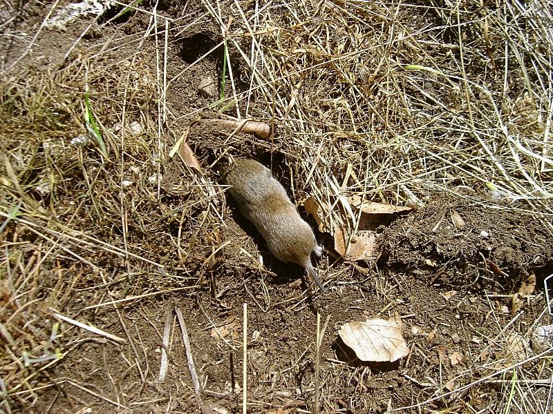 Microtus savii